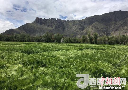 2017年西藏青稞總產(chǎn)量達(dá)到79萬噸，占糧食總產(chǎn)量的77%。圖為西藏青稞。　王玉林 攝