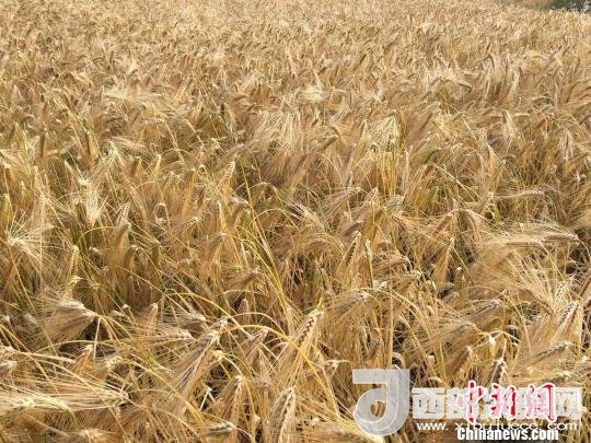 2017年西藏青稞種植面積達(dá)210多萬畝，占糧食播種面積的75%。圖為成熟期的青稞。　王玉林 攝