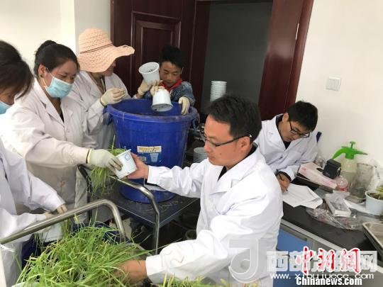 圖為研究員正在調(diào)查青稞感染白粉病情況?！⊥跤窳?攝