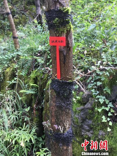 貴州同威生物科技有限公司鐵皮石斛種植。　周嫻 攝