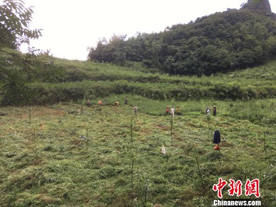 貴州同威生物科技有限公司天麻種植基地?！≈軏?攝
